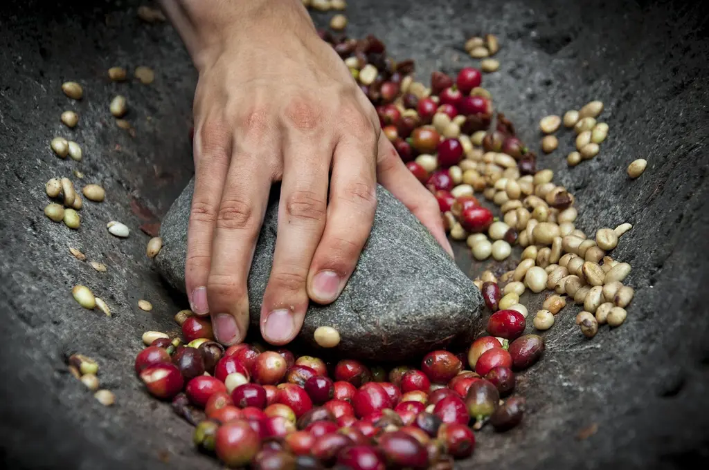 Mitos sobre el café de origen que debes conocer